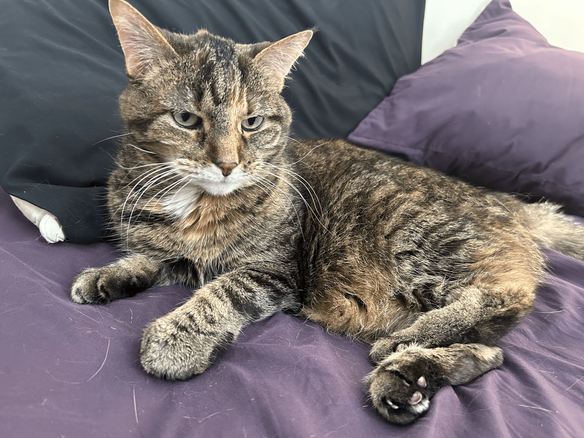 Image of a tabby cat laying on a purple sheet. There is loose cat fur all around her.